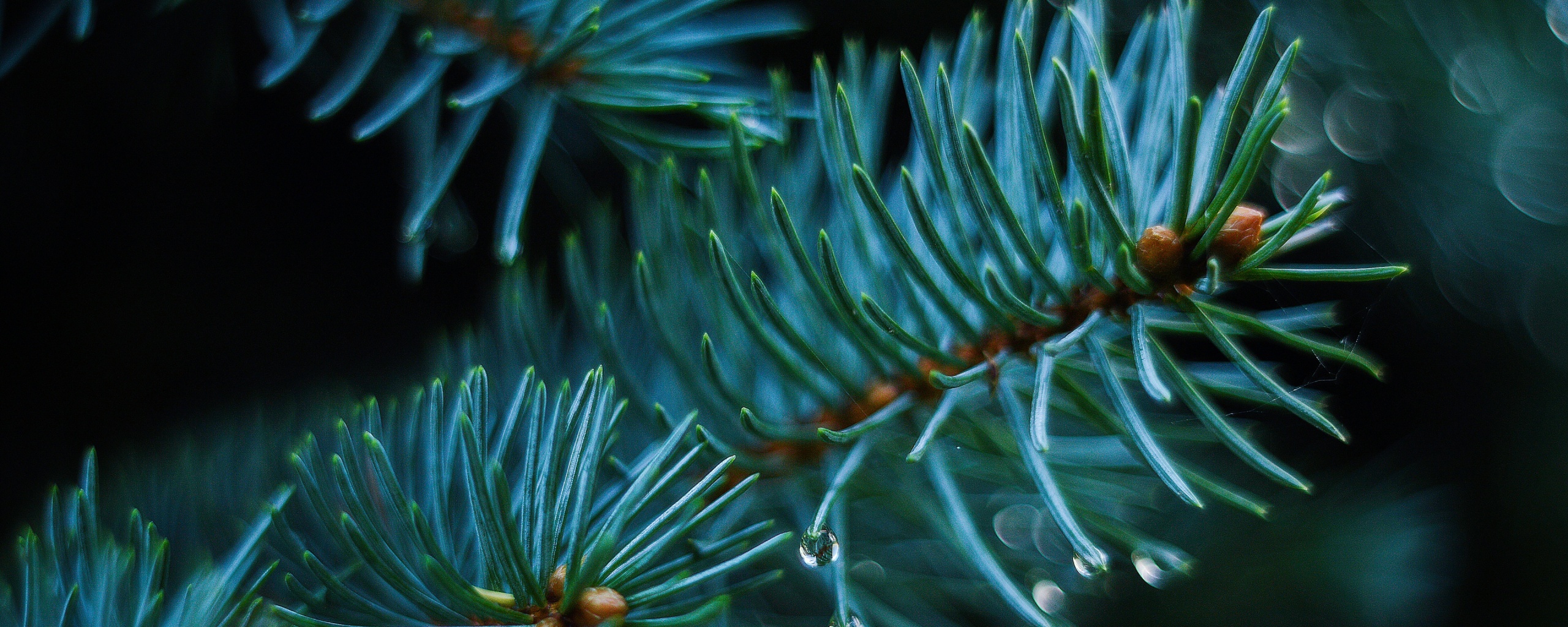 Еловые веточки обои