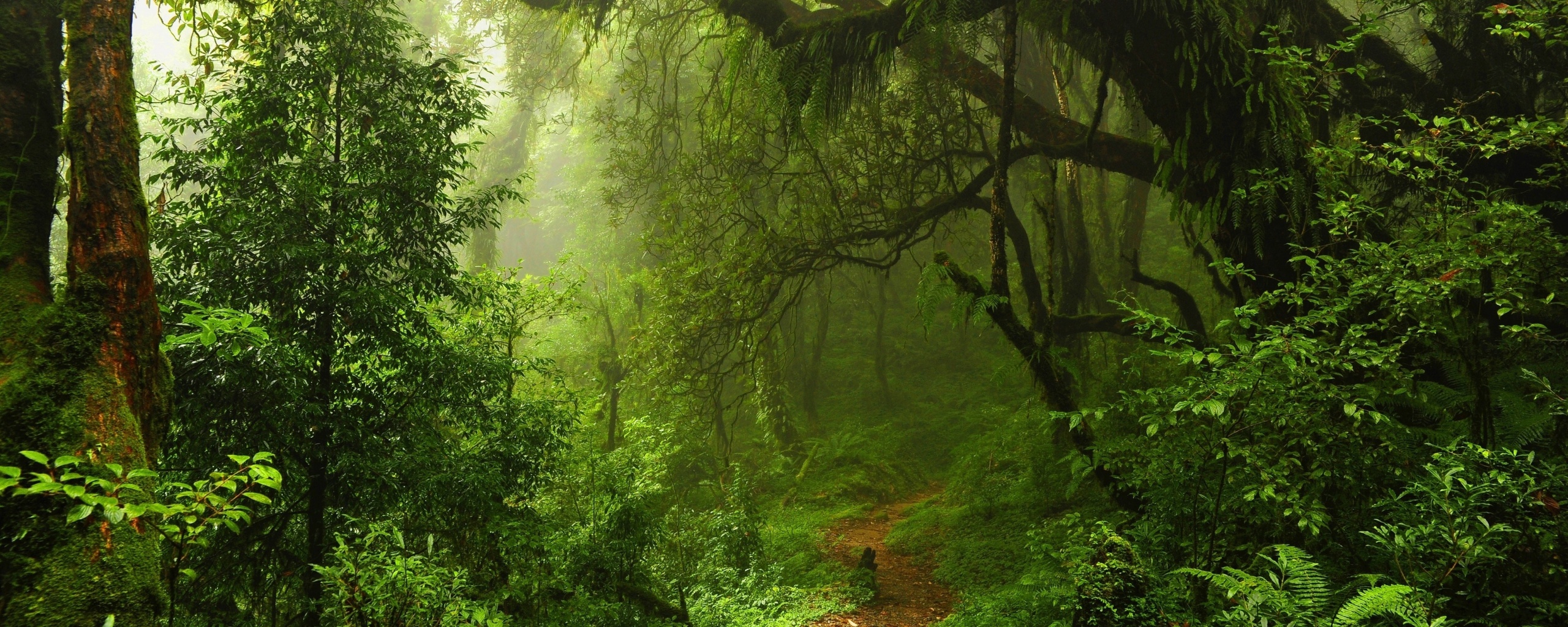 Зеленый лес обои