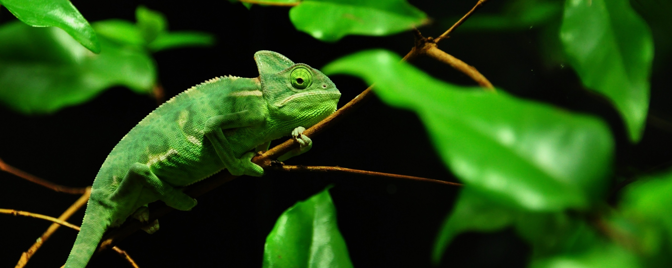 Хамелеон в листве обои