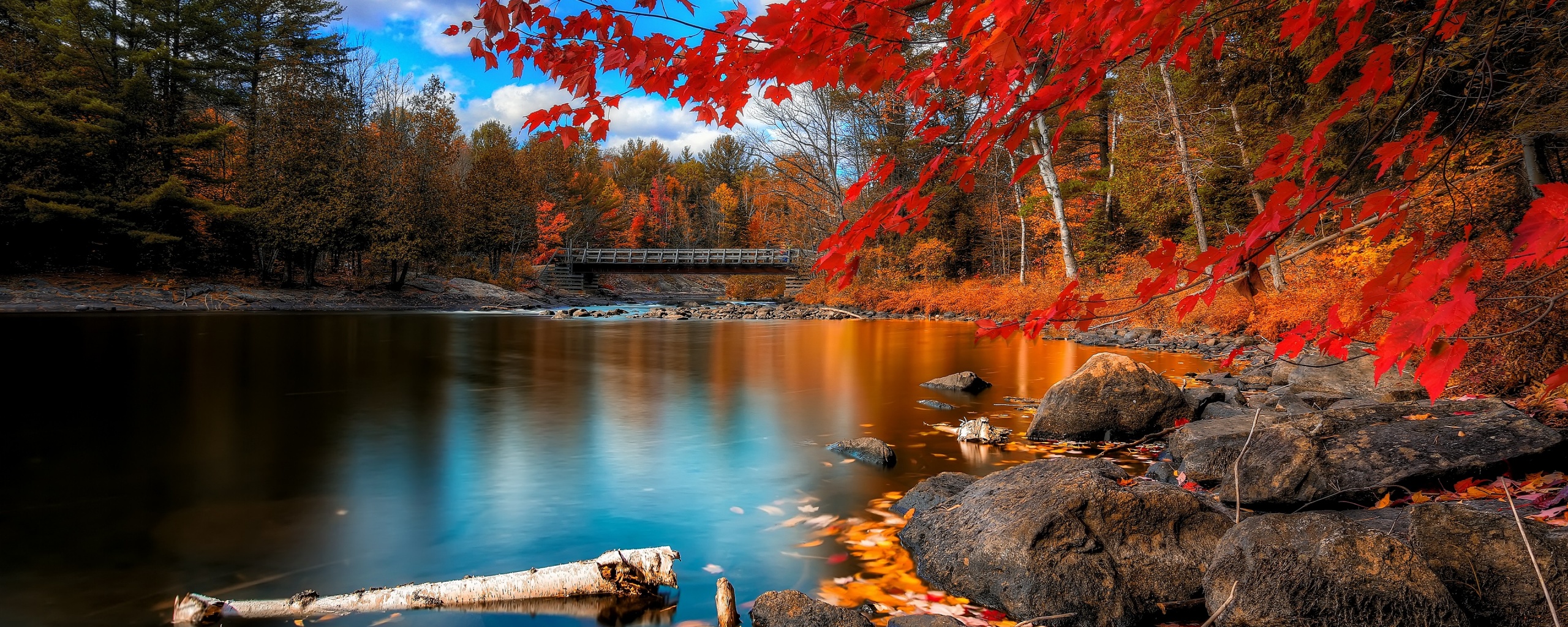 Осенний лес обои