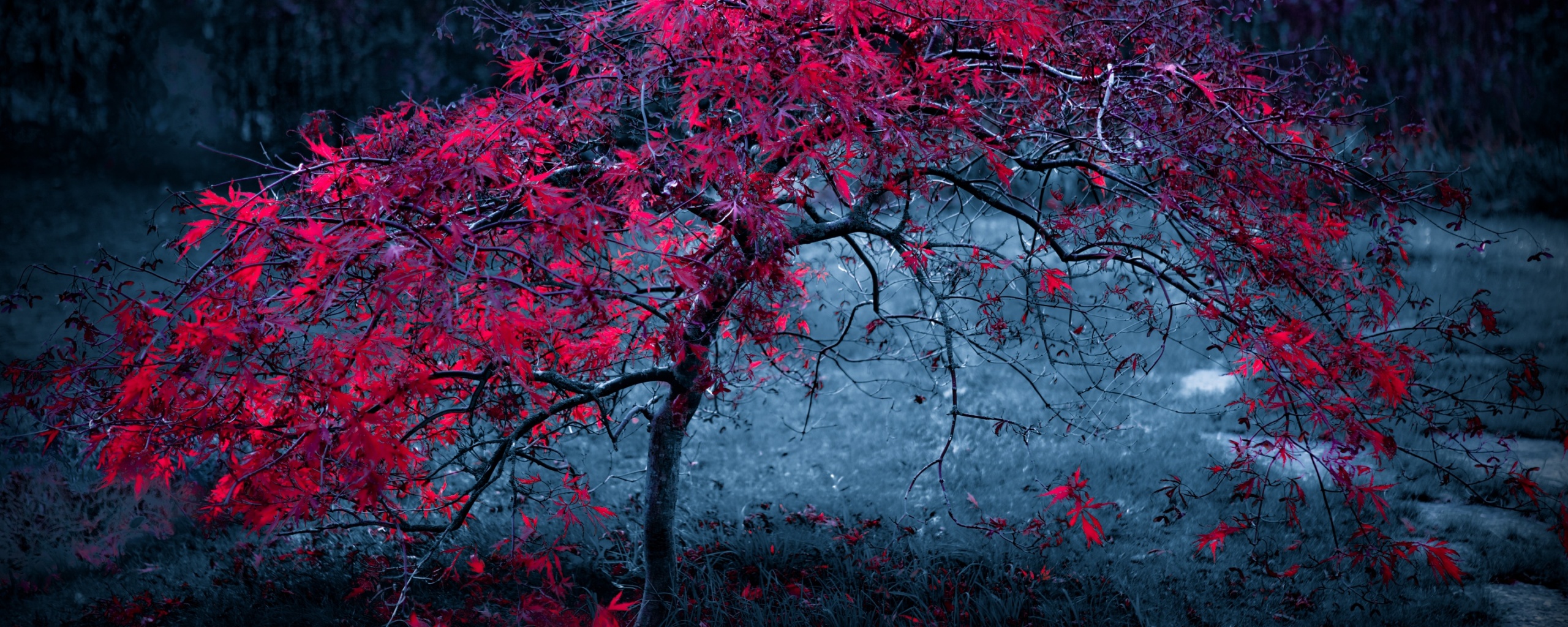 Розовое дерево обои