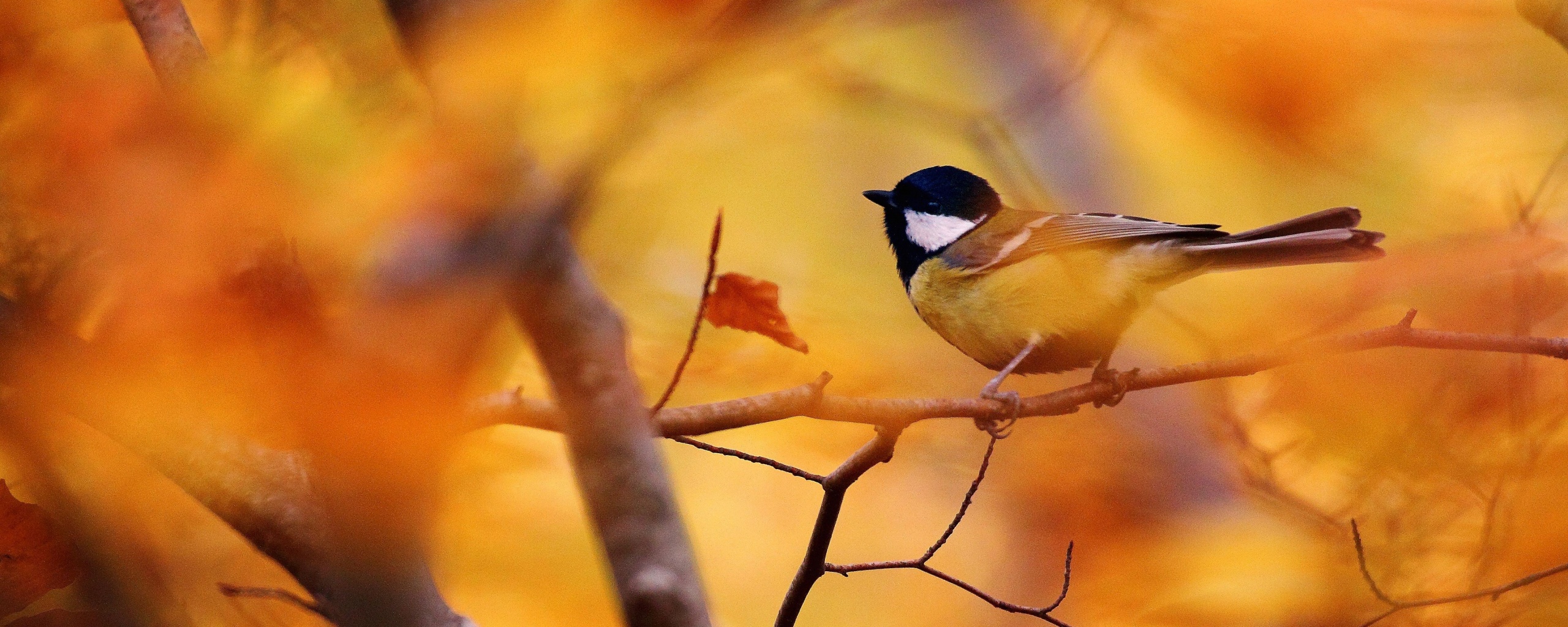 Синичка в желтой листве обои