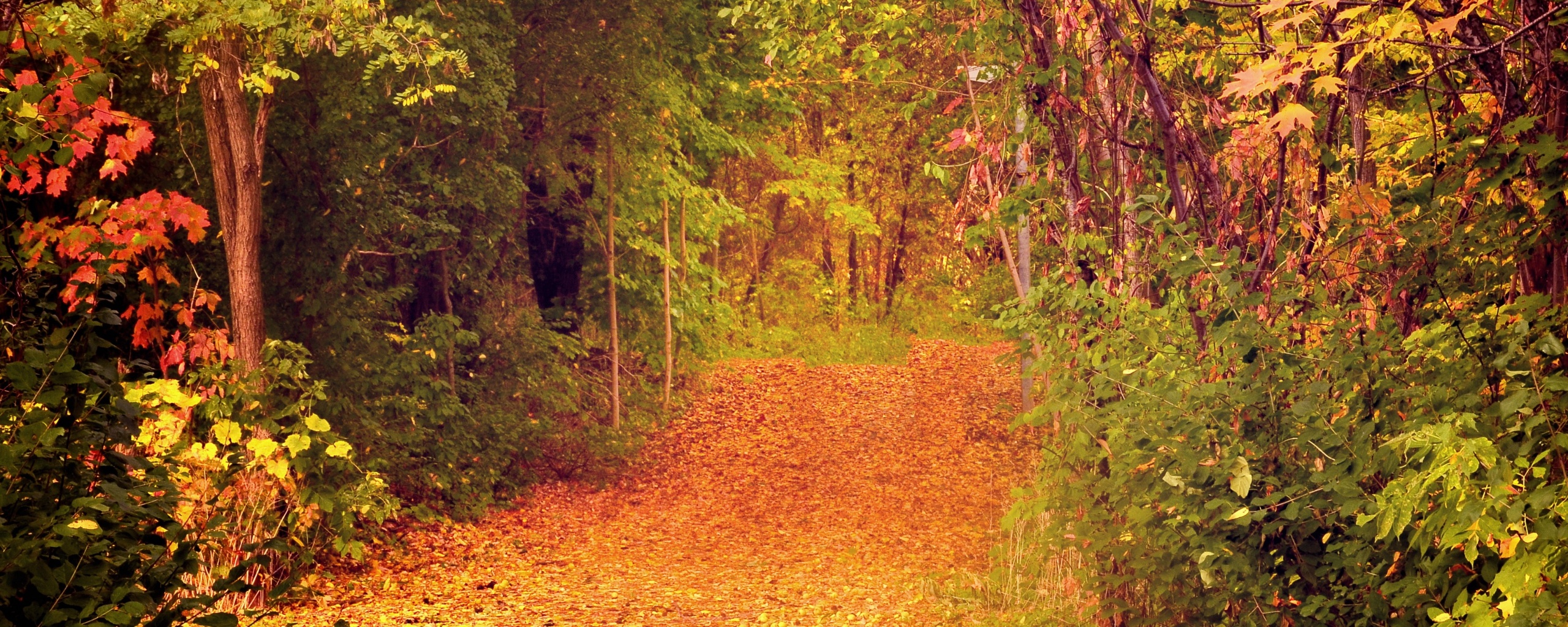 Дорожка в осеннем лесу обои