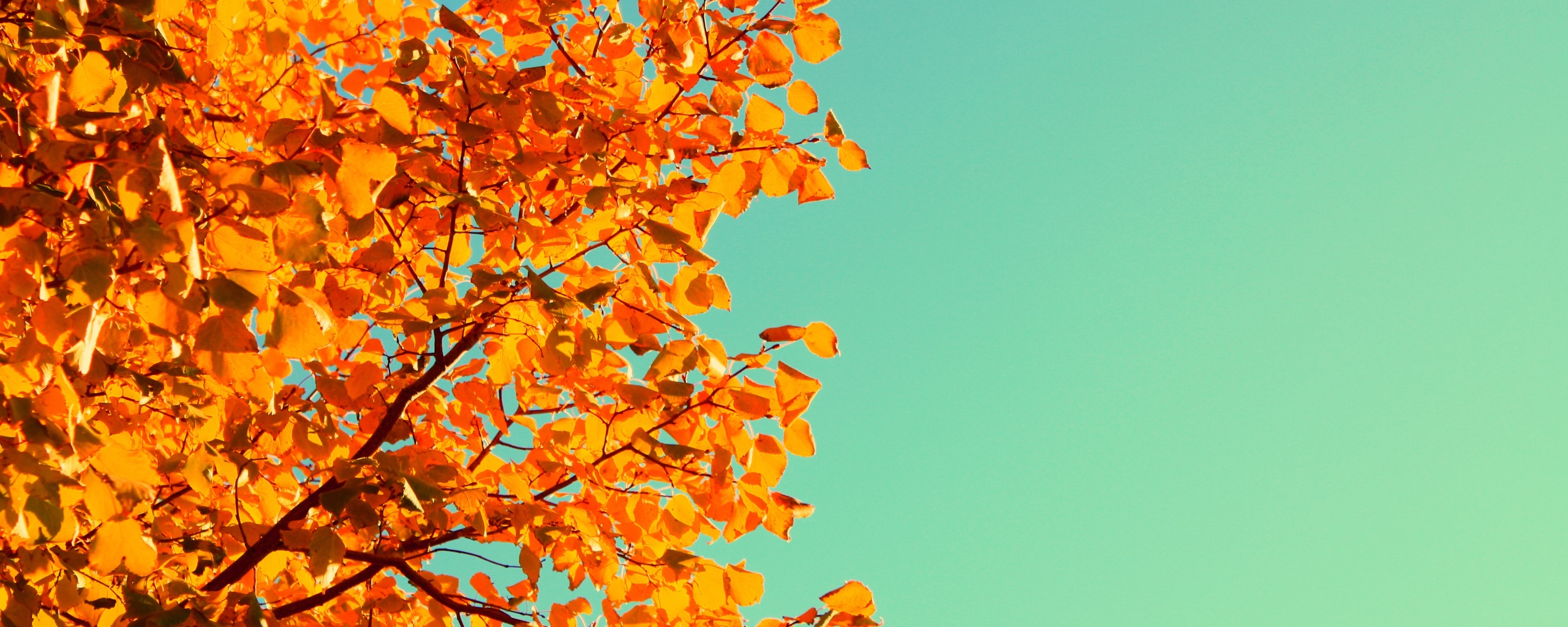 Ветви с пожелтевшими листьями на фоне неба обои