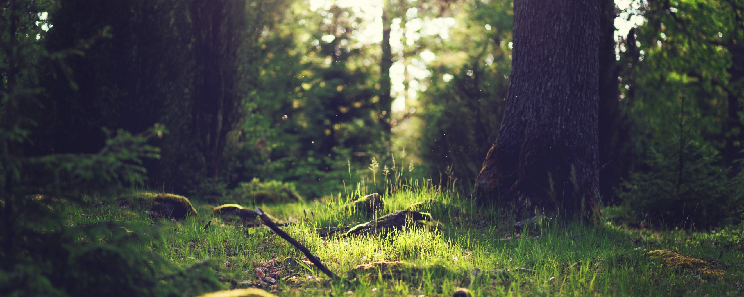 Лето в лесу обои