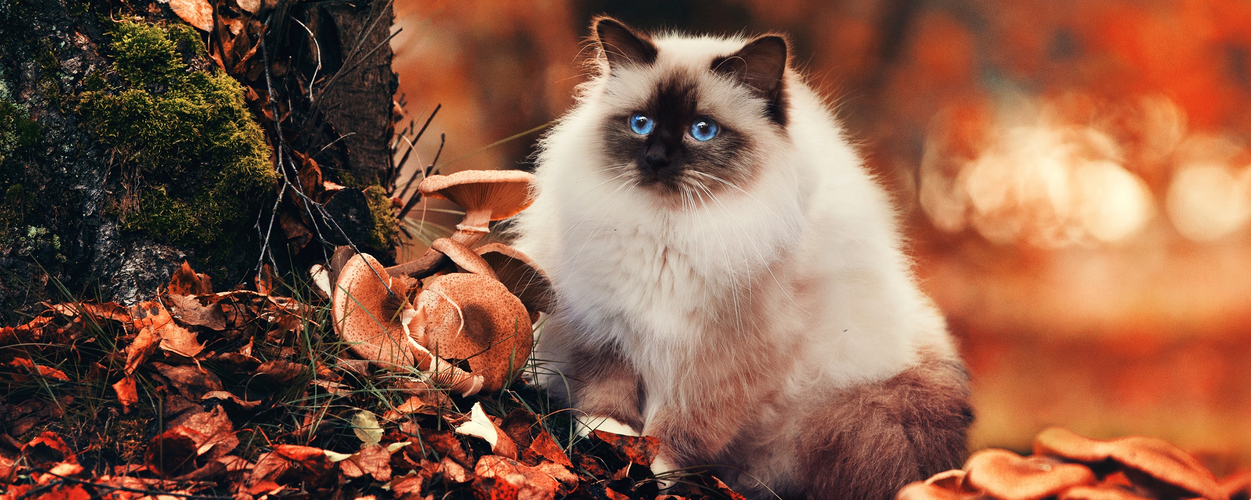 Пушистый кот среди пожелтевшей листвы обои