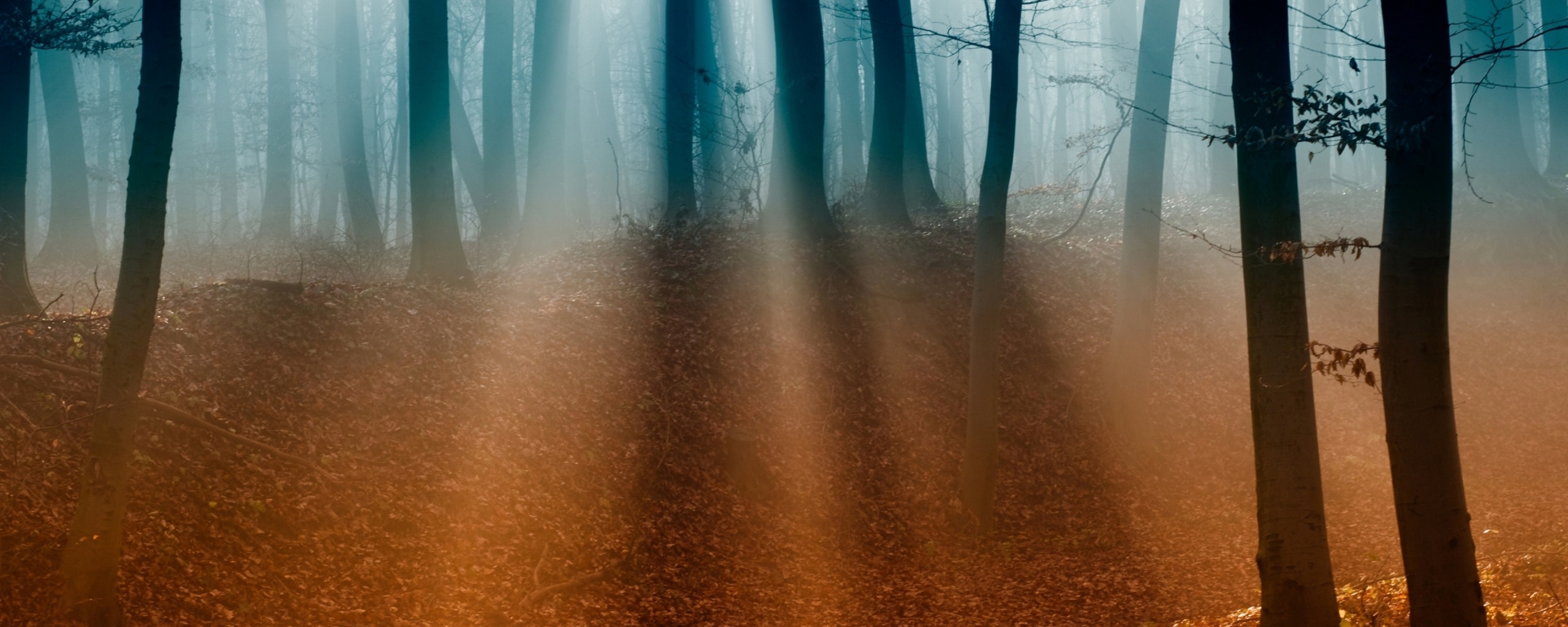 Мистические лес обои