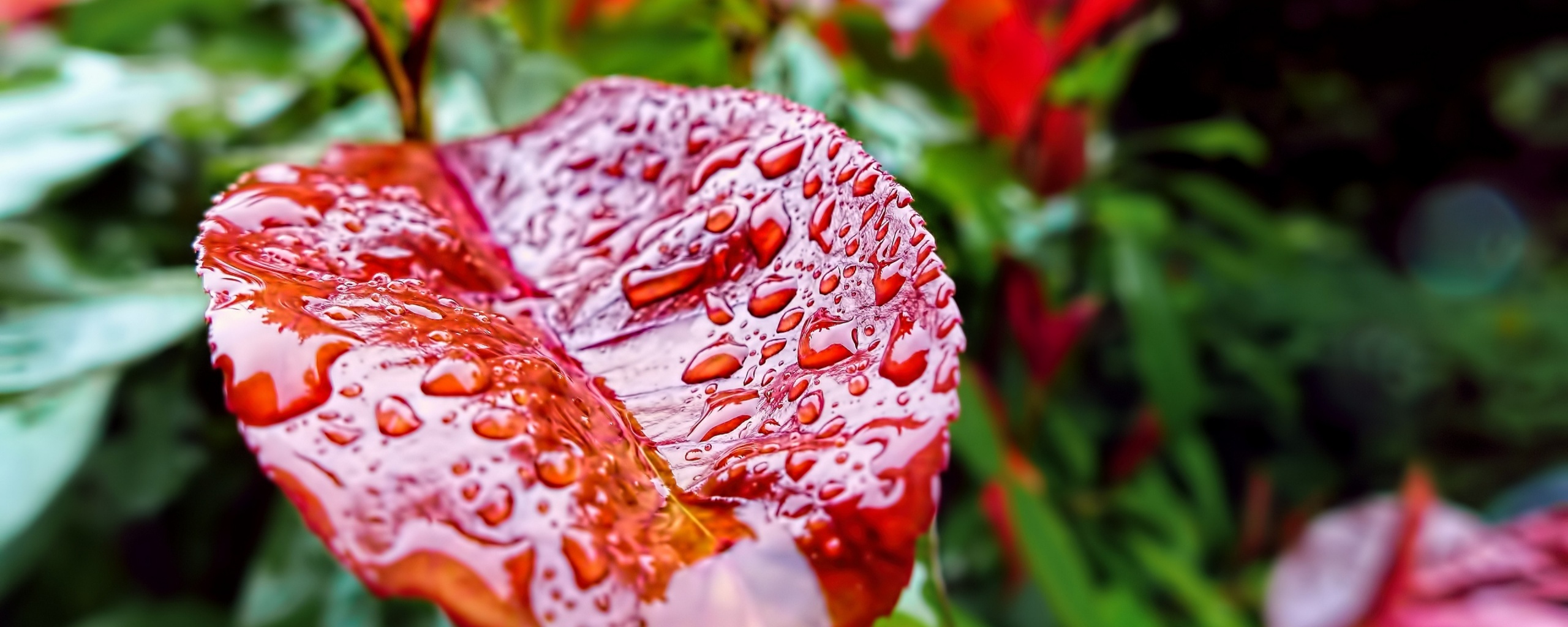 Красный лист в каплях воды обои