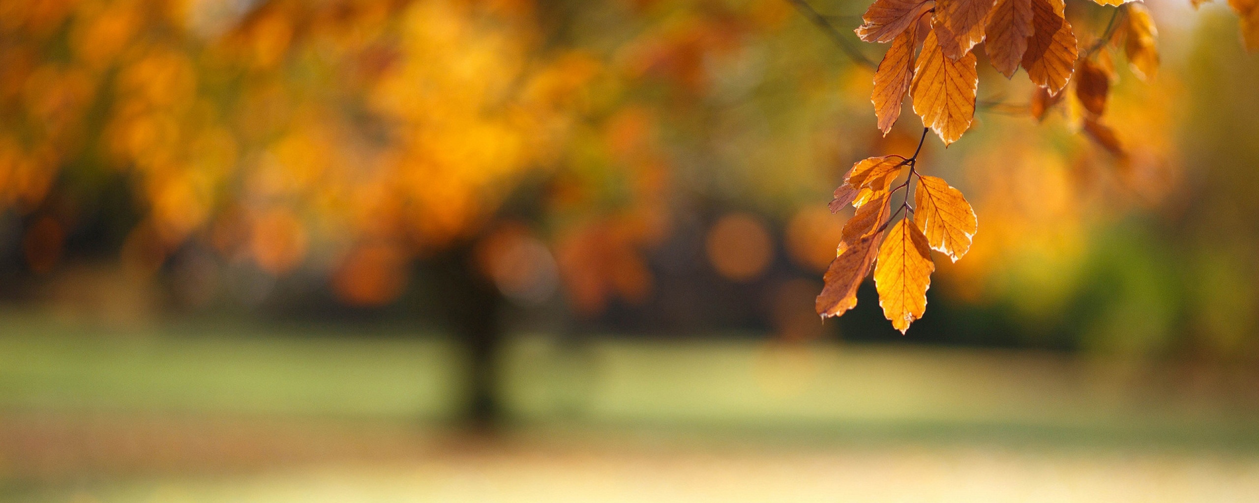 Осенний парк обои