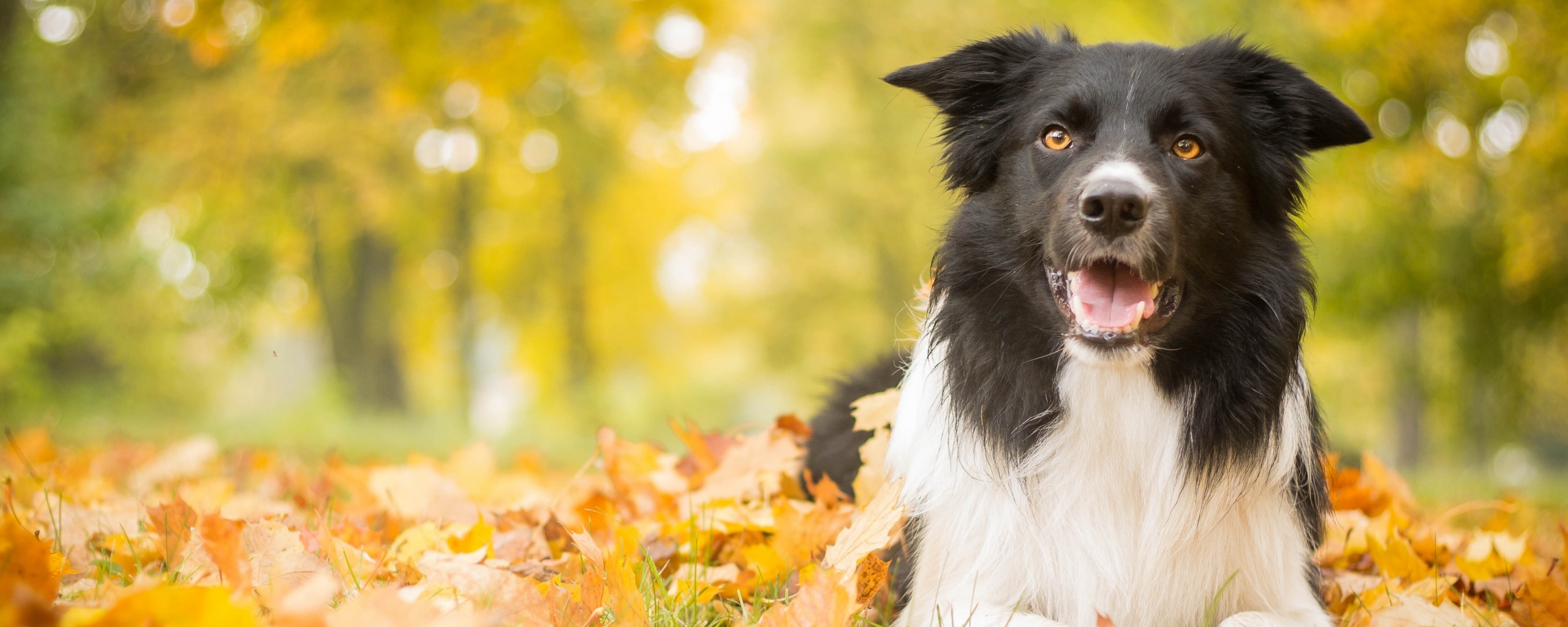 Пес среди листвы обои