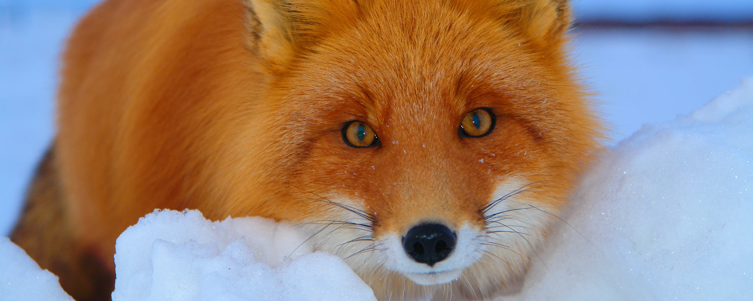 Рыжая лиса в снегу обои