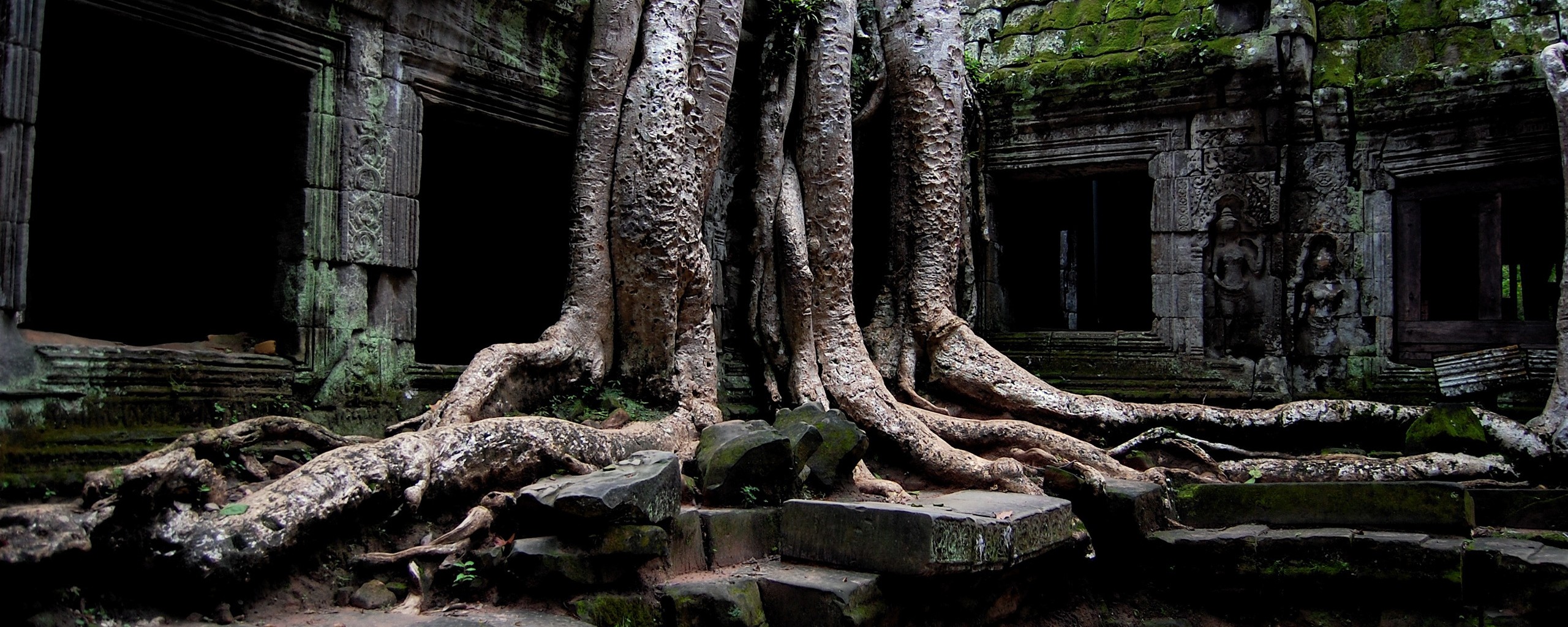 Мощные корни обои