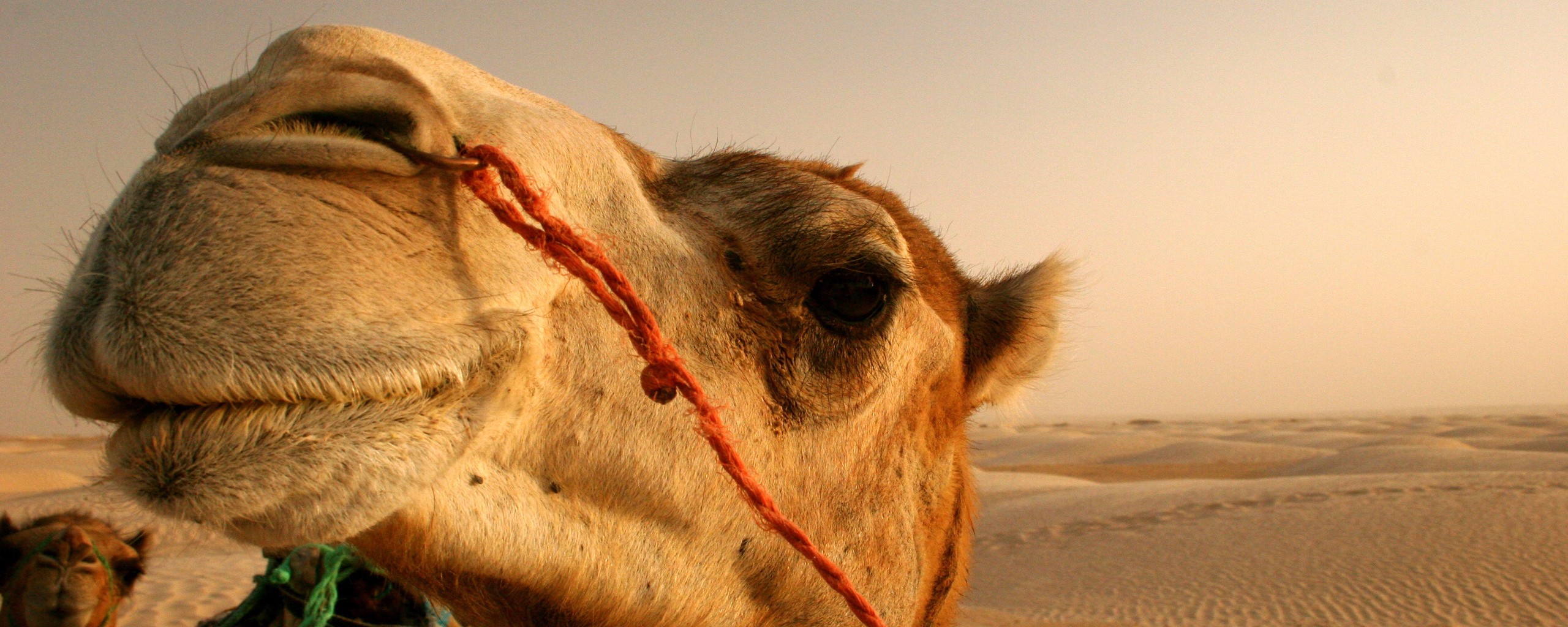 Верблюд обои