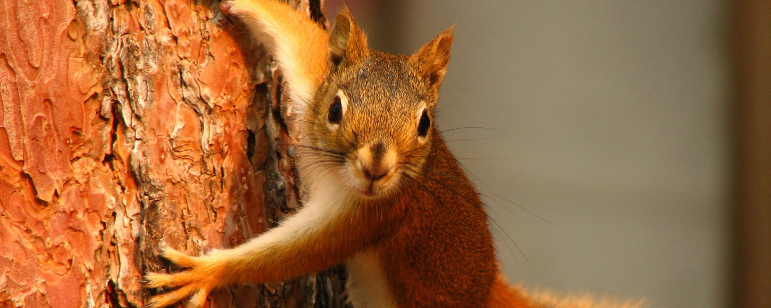 Белка на дереве обои