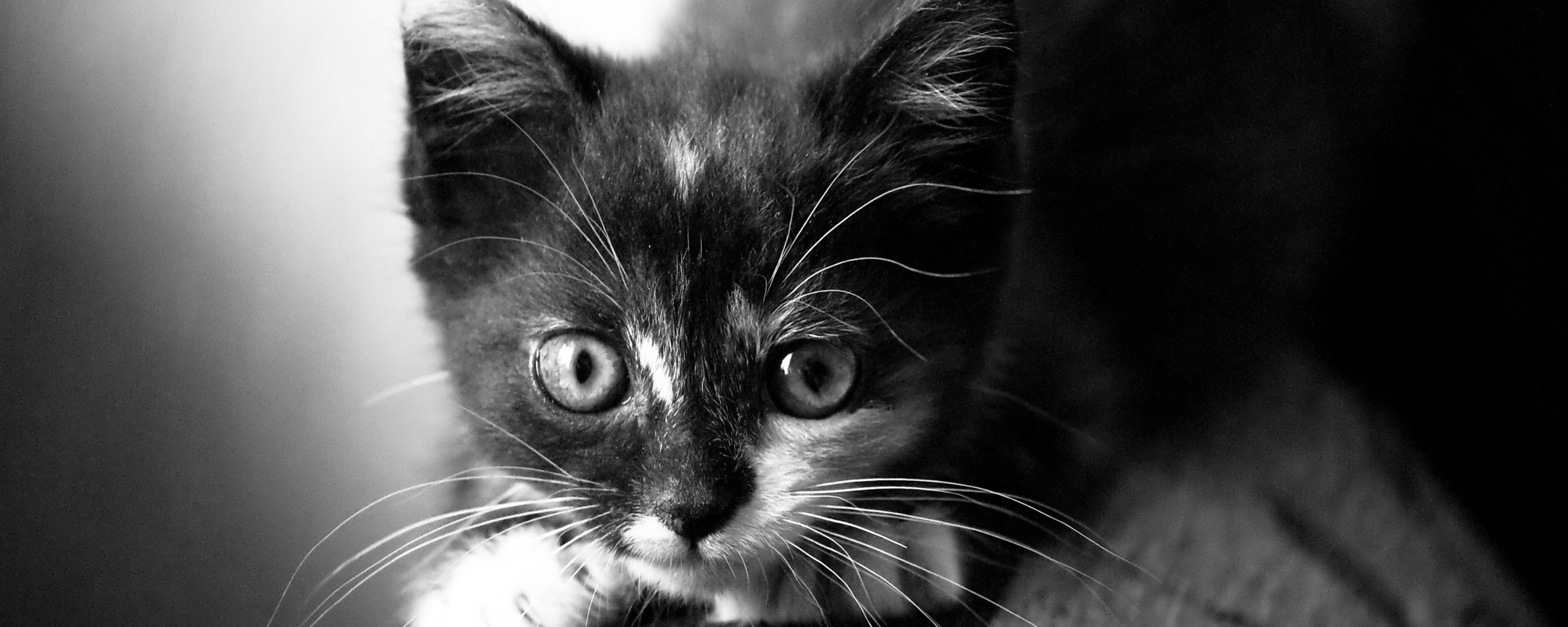 Котёнок обои