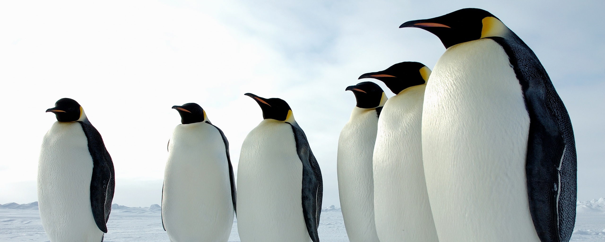 Слет пингвинов обои
