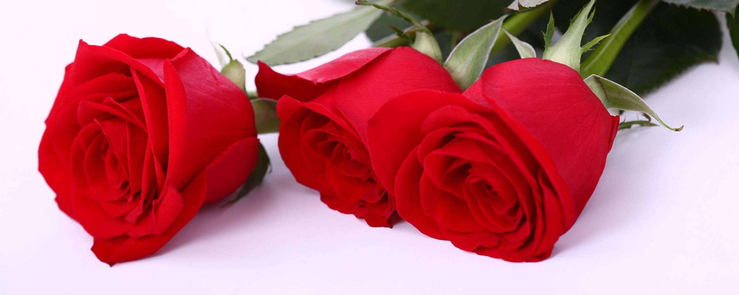 Красные розы обои