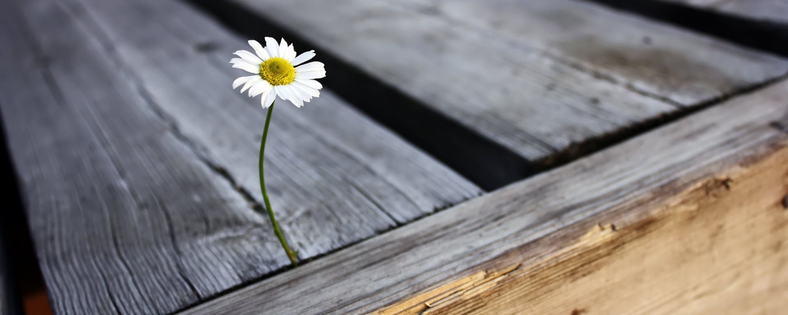 Жизнь среди смерти обои