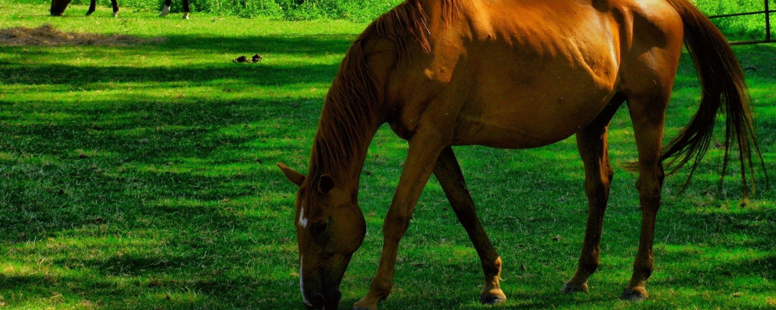 Лошади обои