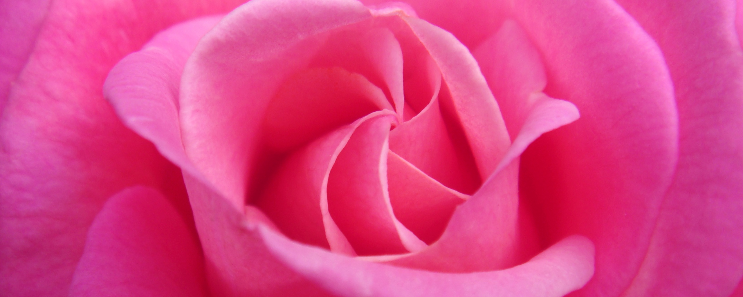 Идеальная роза обои