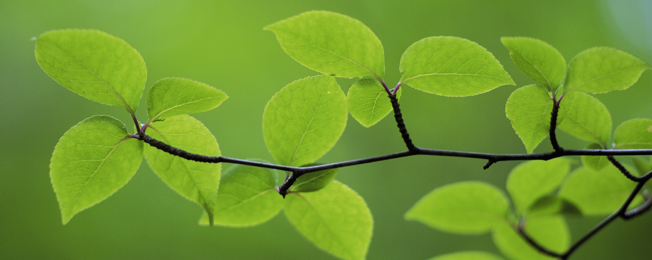 Зеленая веточка обои