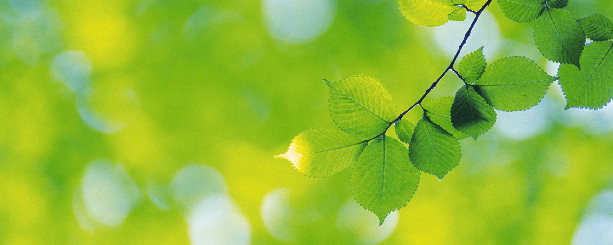 Зеленая ветка с листьями обои