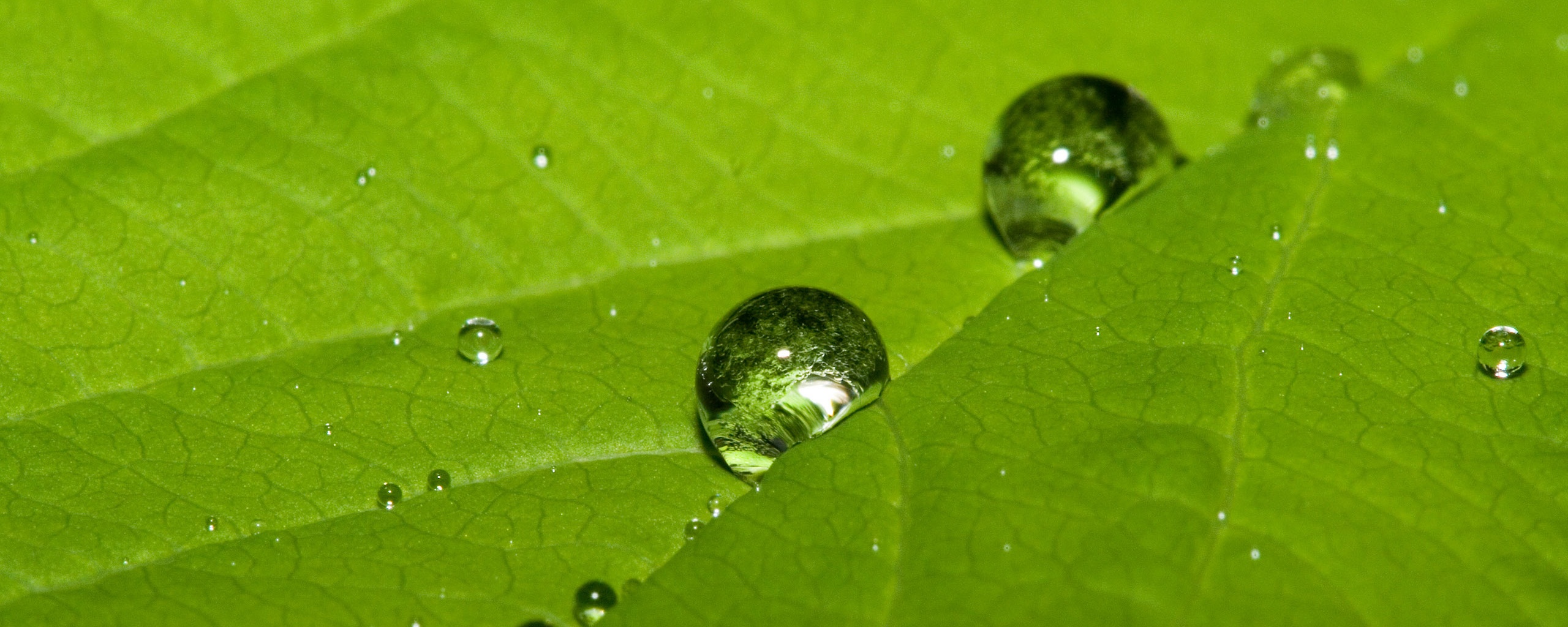 Капли на листе обои