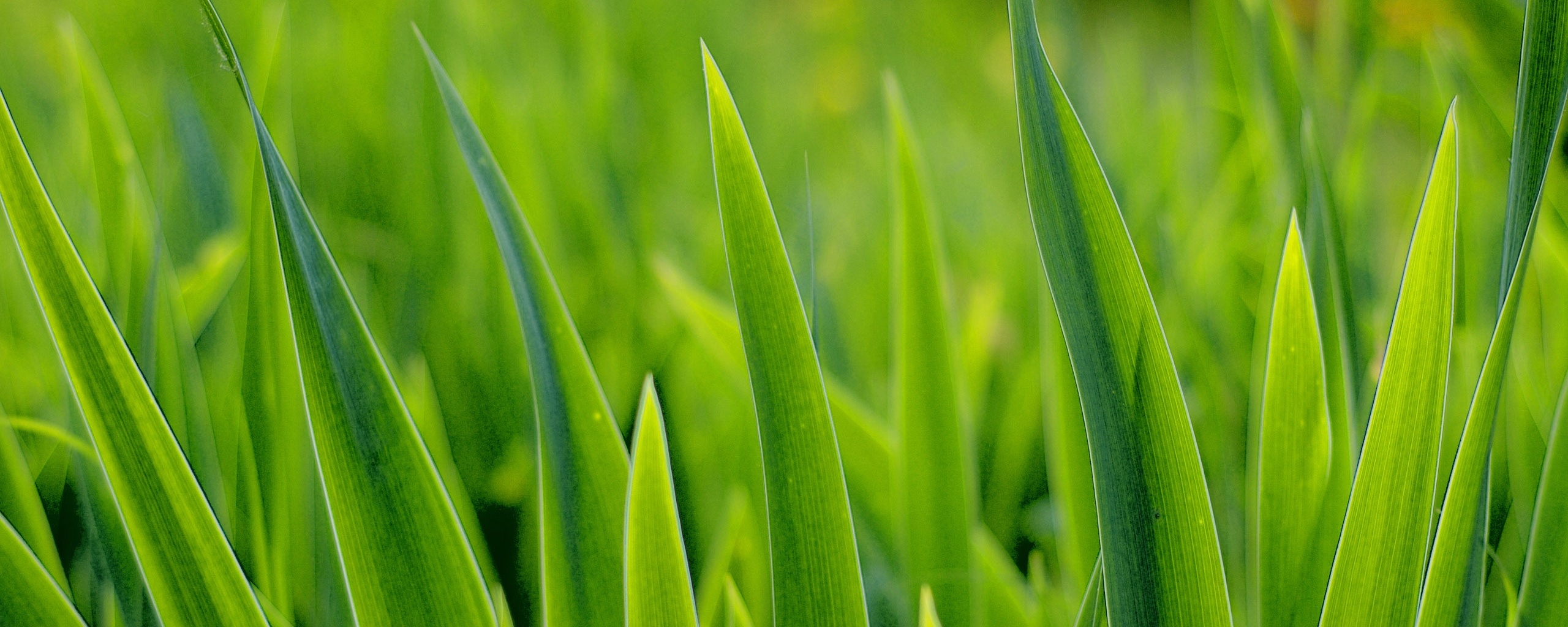 Идеальная зелень обои