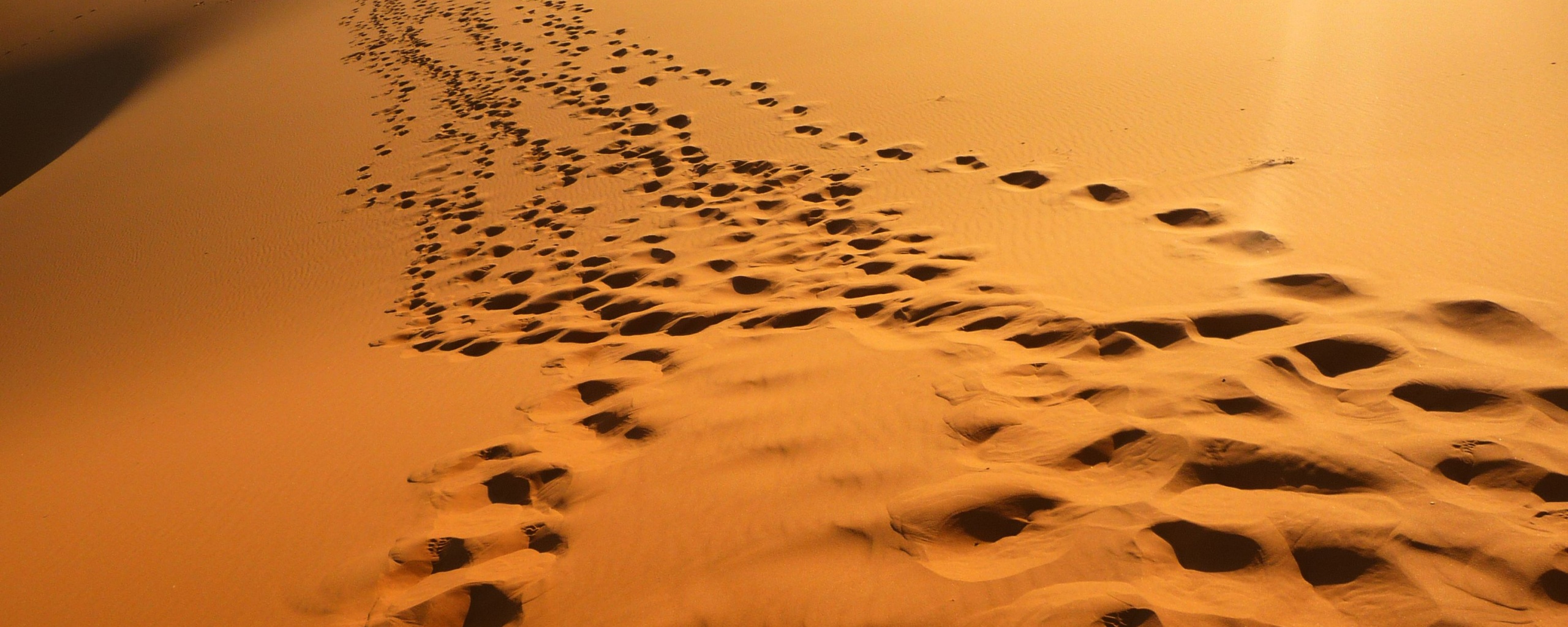 Следы в пустыне обои