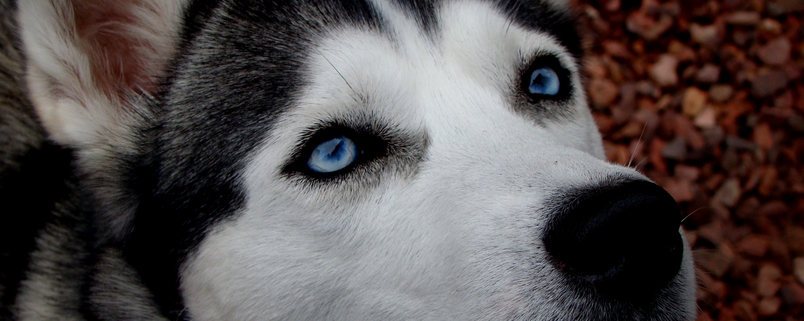 Собака хаски обои