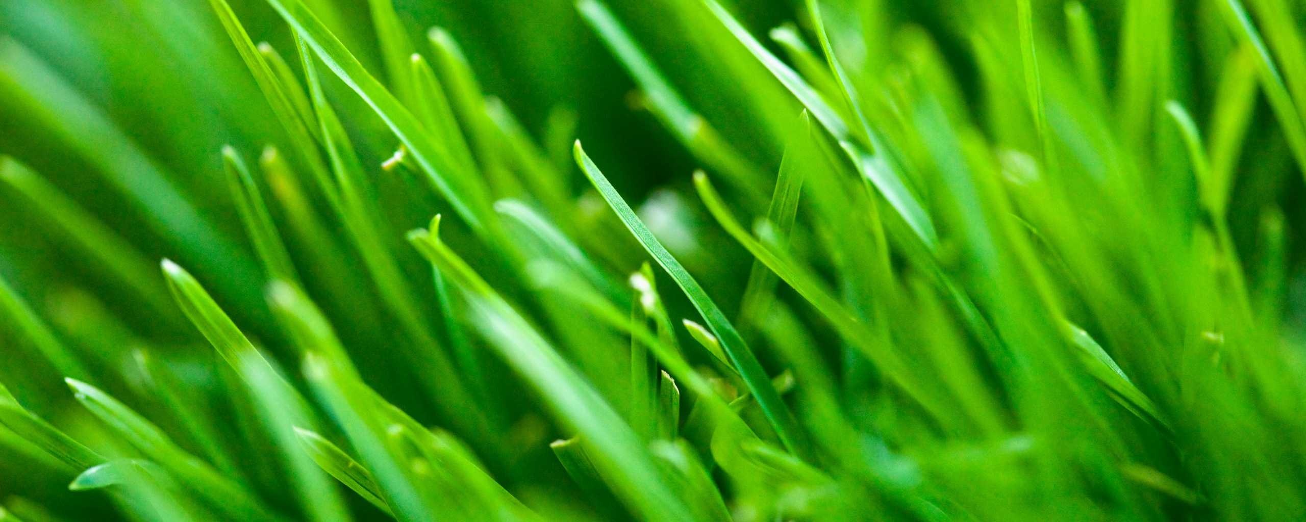 Зеленая свежая трава обои