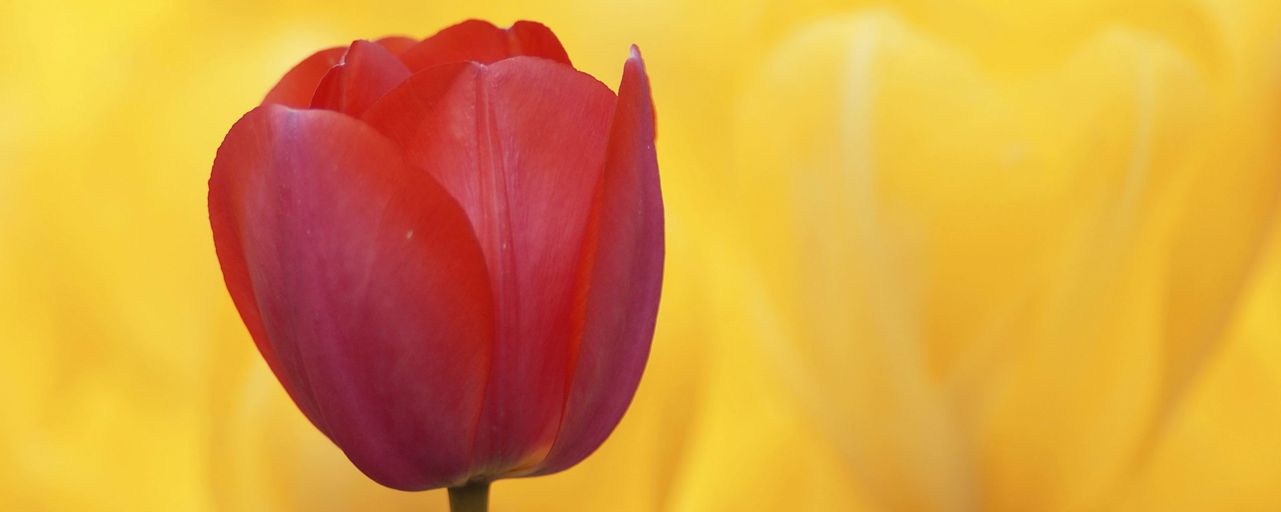 Красный тюльпан обои