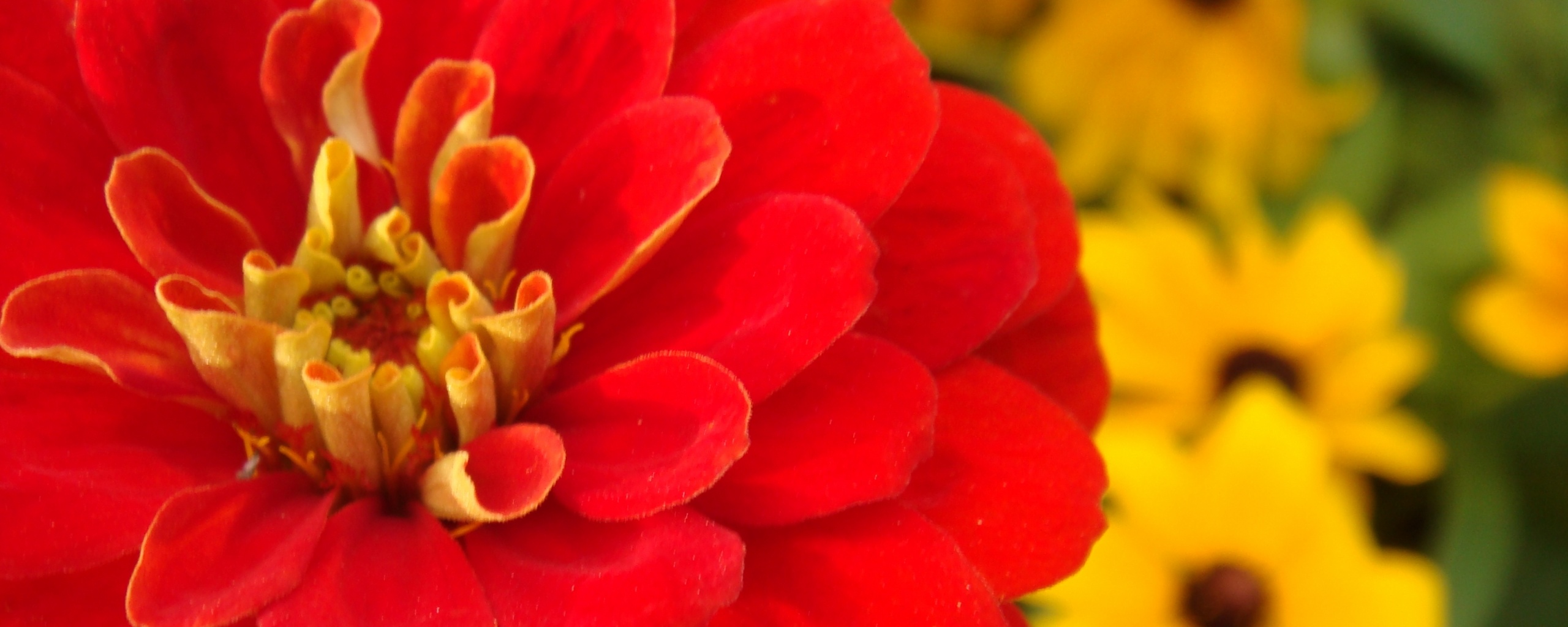 Красный цветок обои