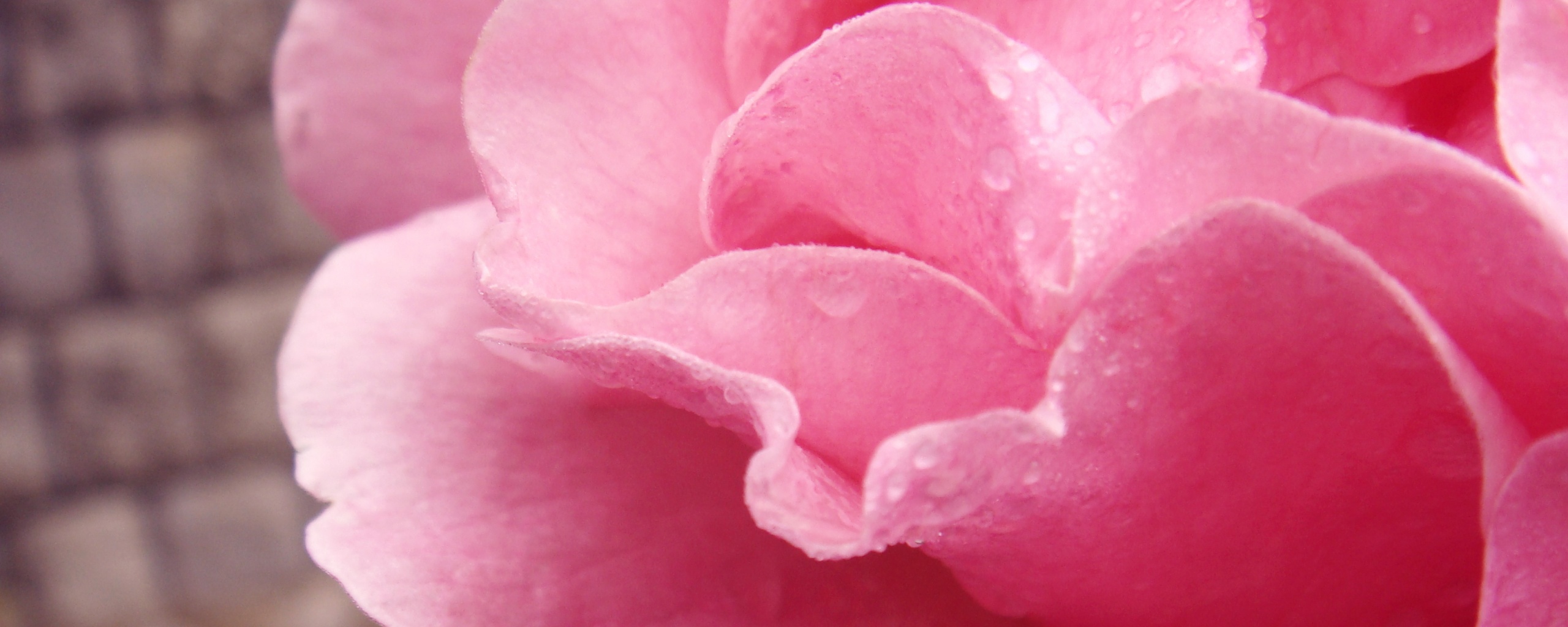 Уличная роза обои