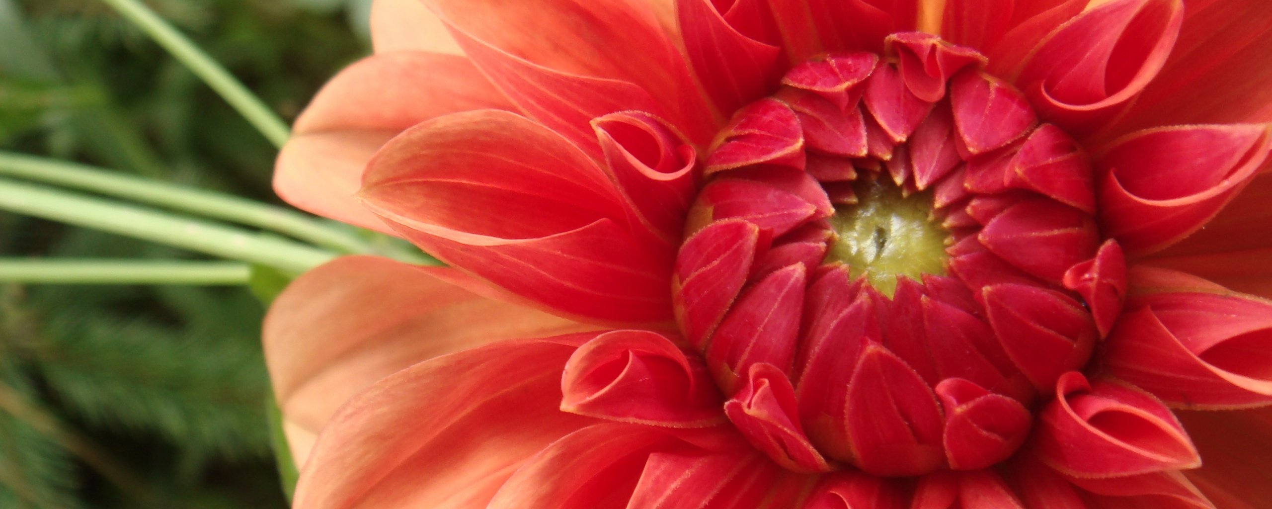 Аленький цветочек обои