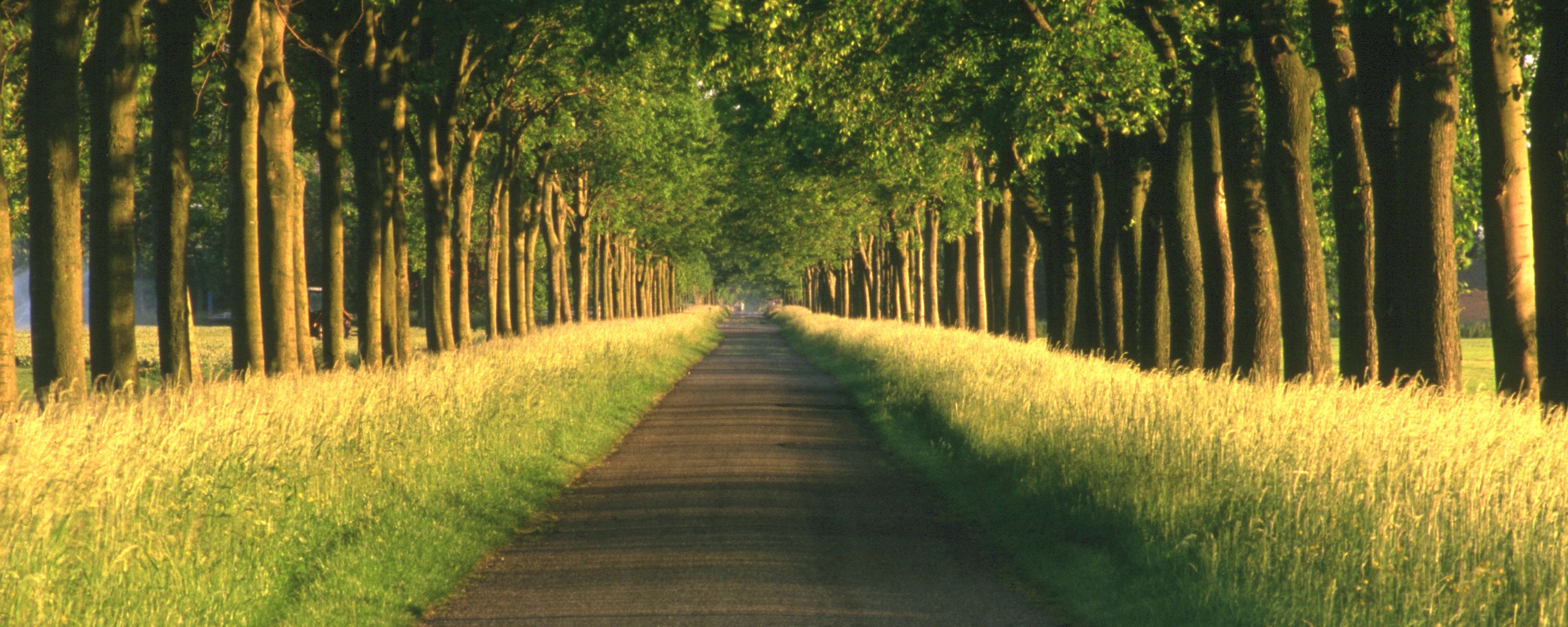 Живописная аллея обои
