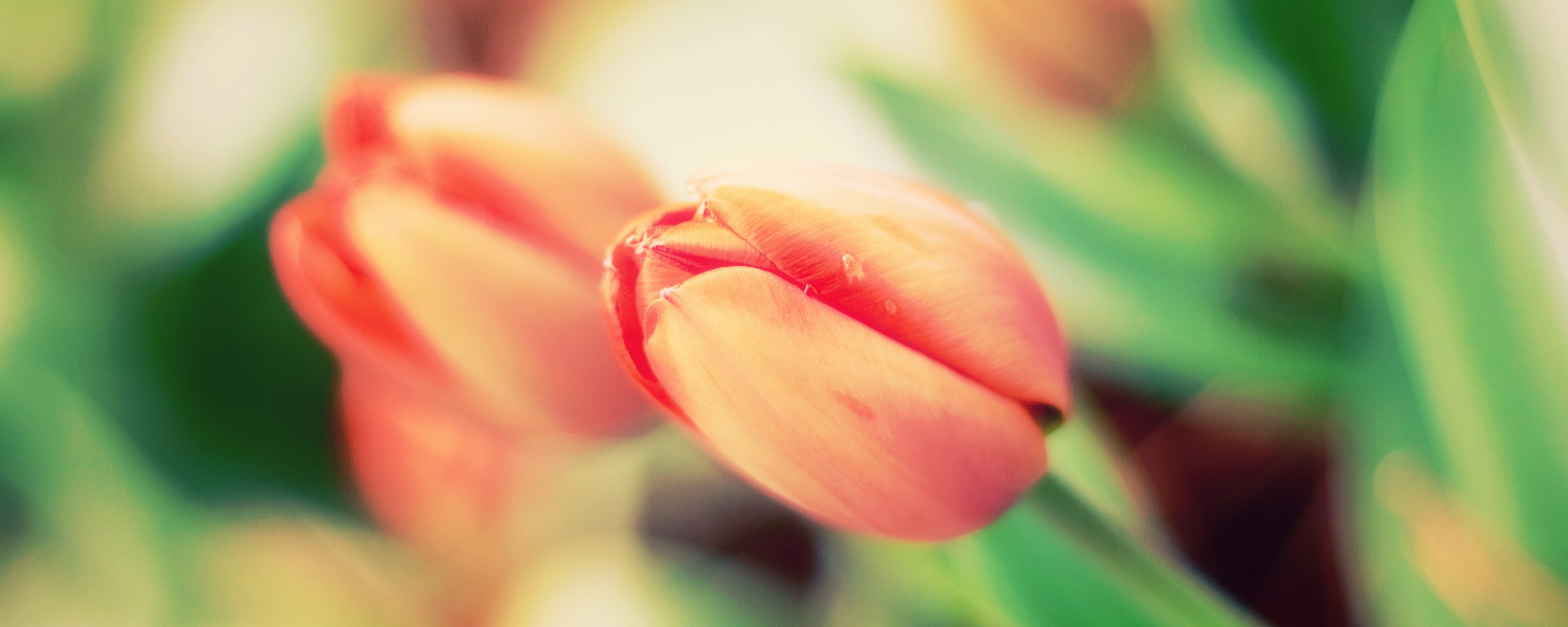 Красивый тюльпан обои