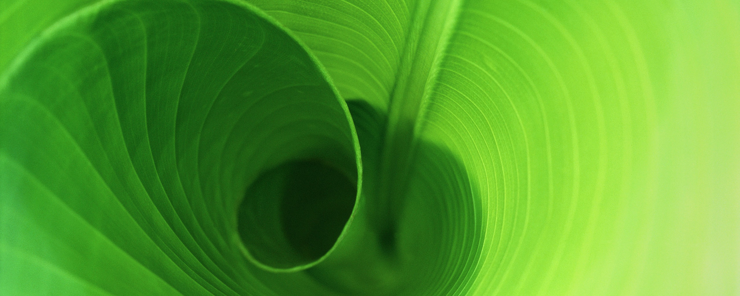 Зеленый лист трубочкой обои