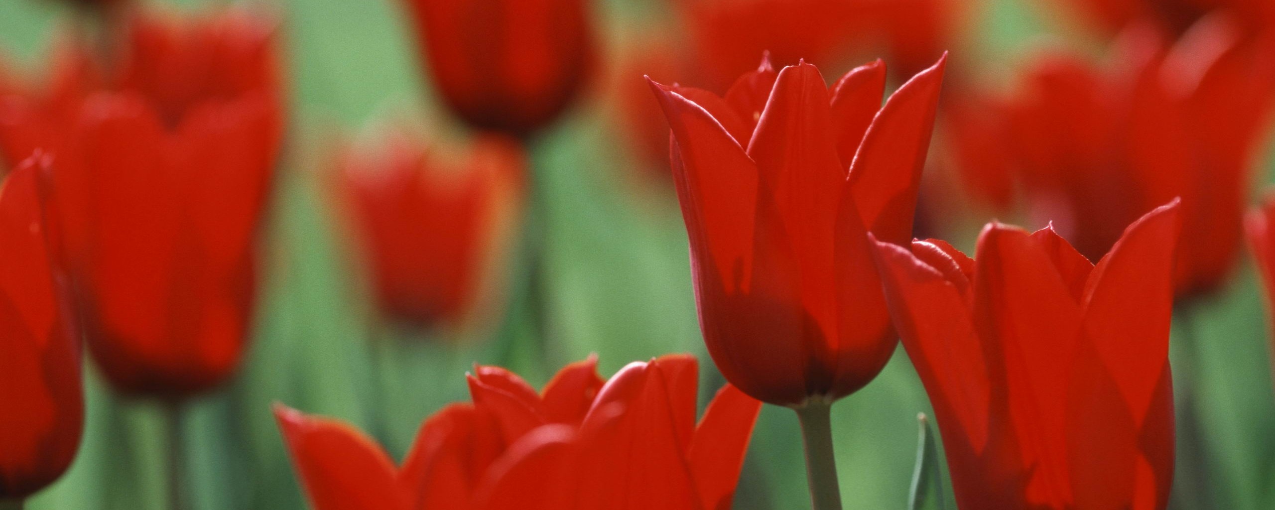 Красные цветы обои