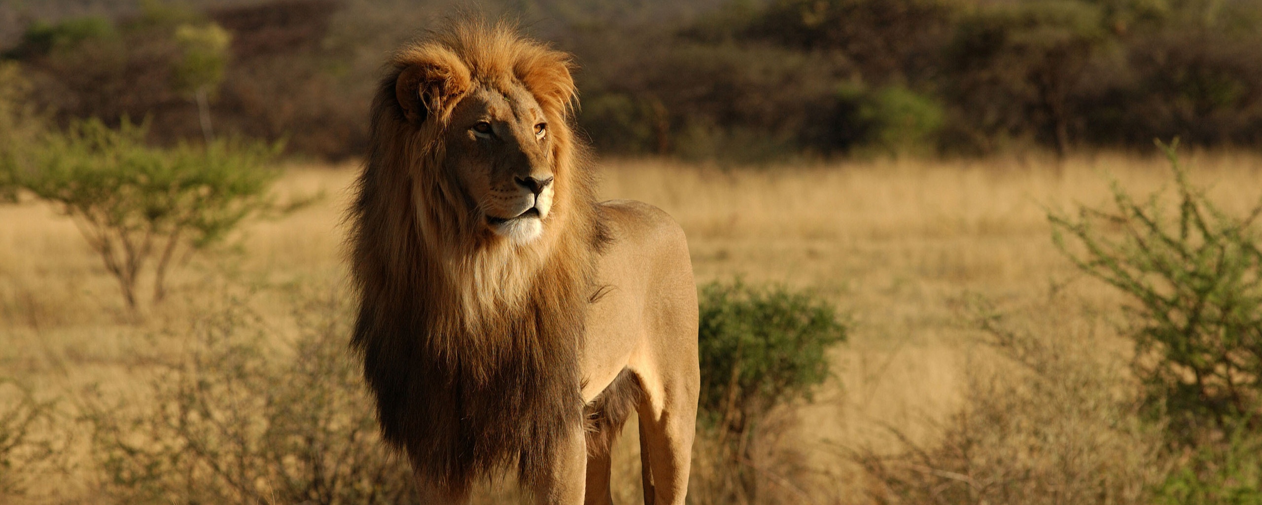 Царь зверей обои