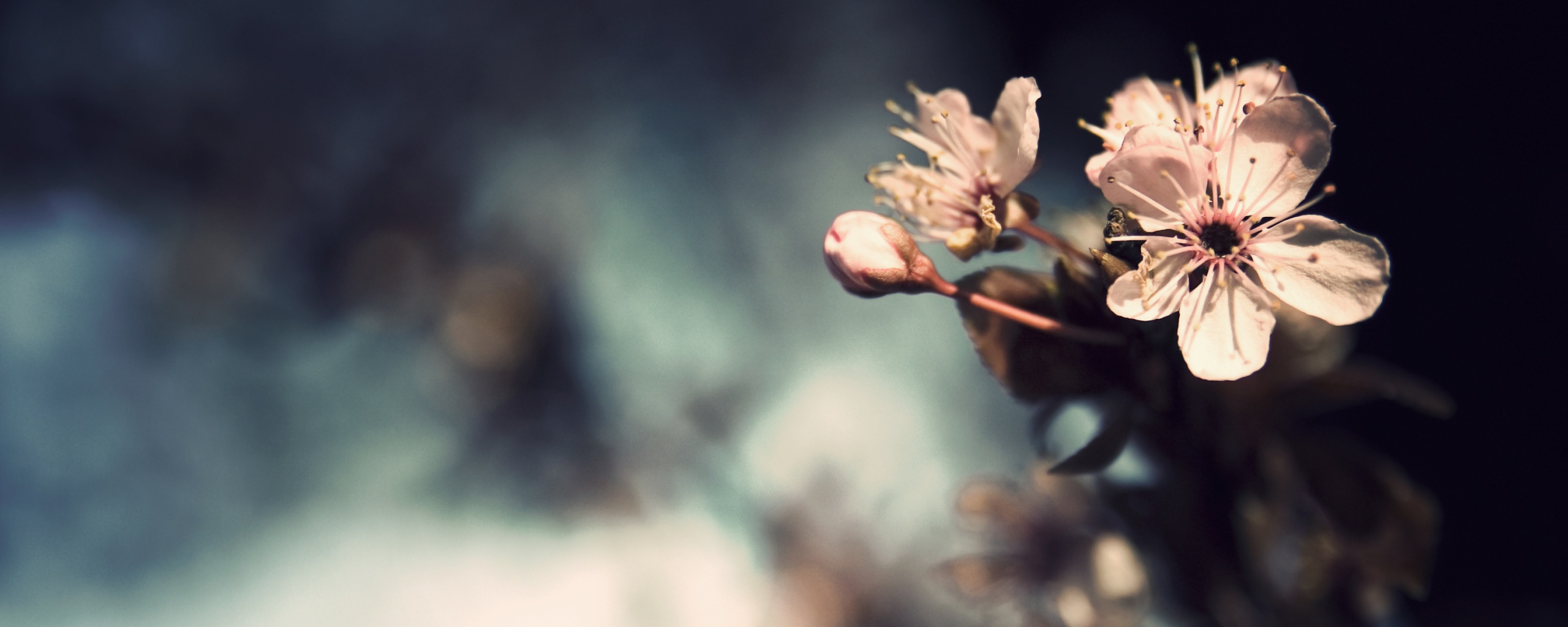 Цветок вишни обои
