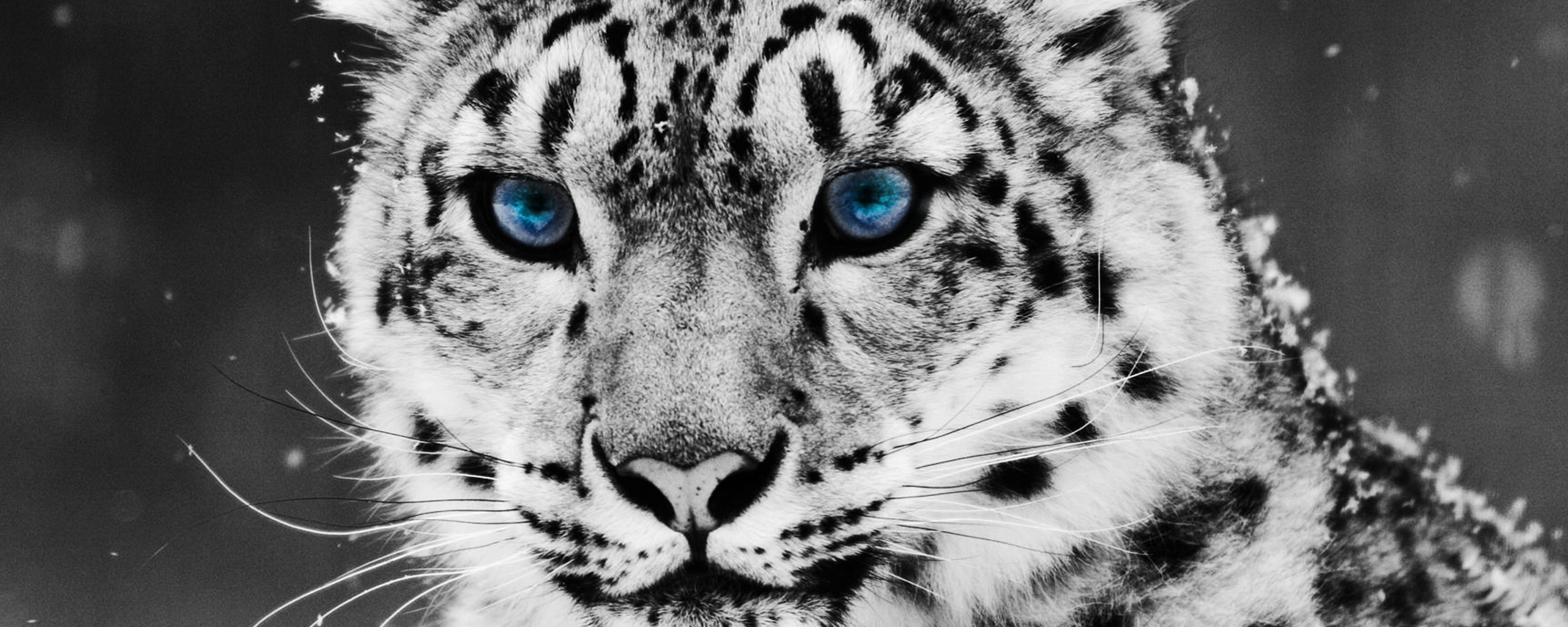 Снежный барс обои