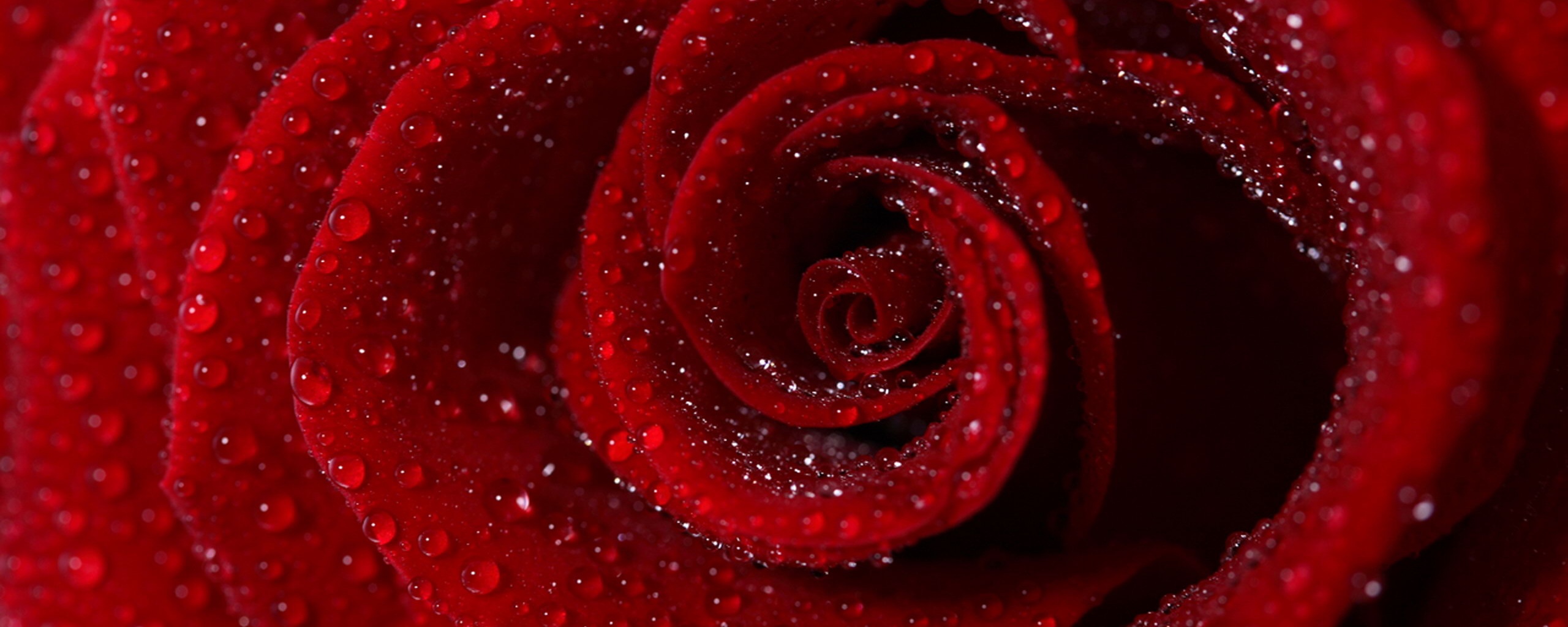 Красная роза обои