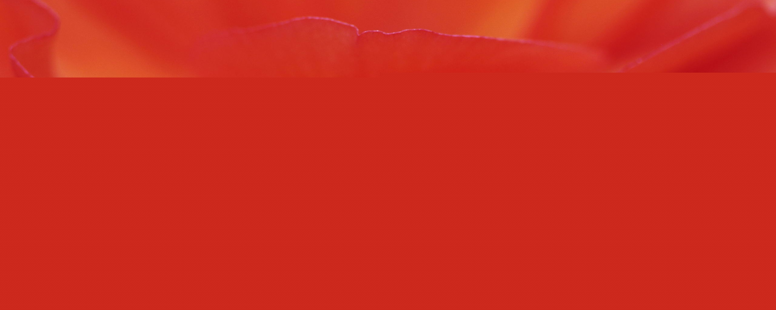 Лепестки красного цветка обои