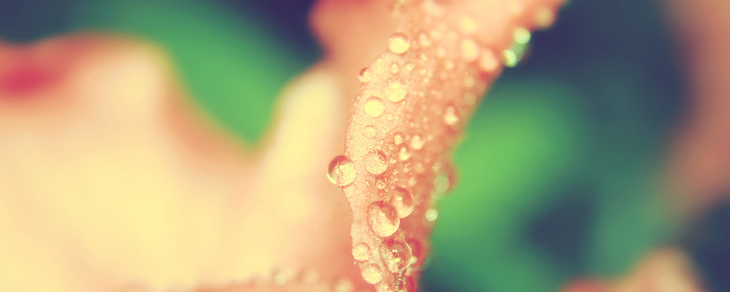 Капли росы на лепестке обои