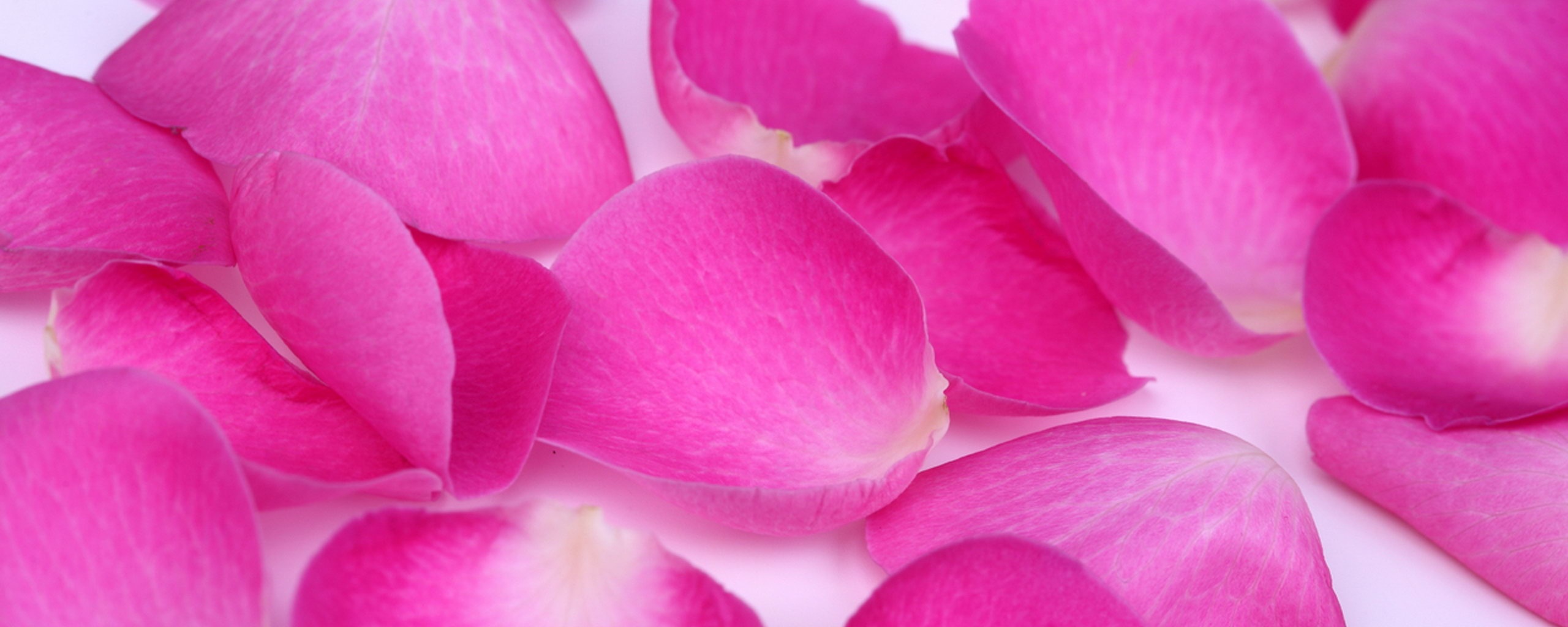 Лепестки розы обои