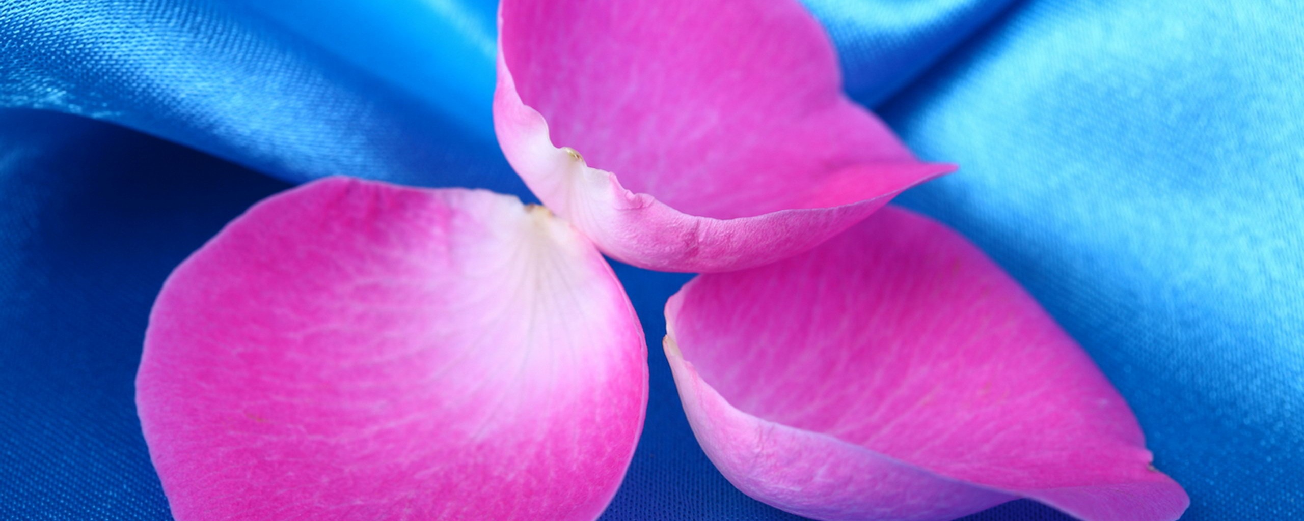 Лепестки розы на голубой ткани обои