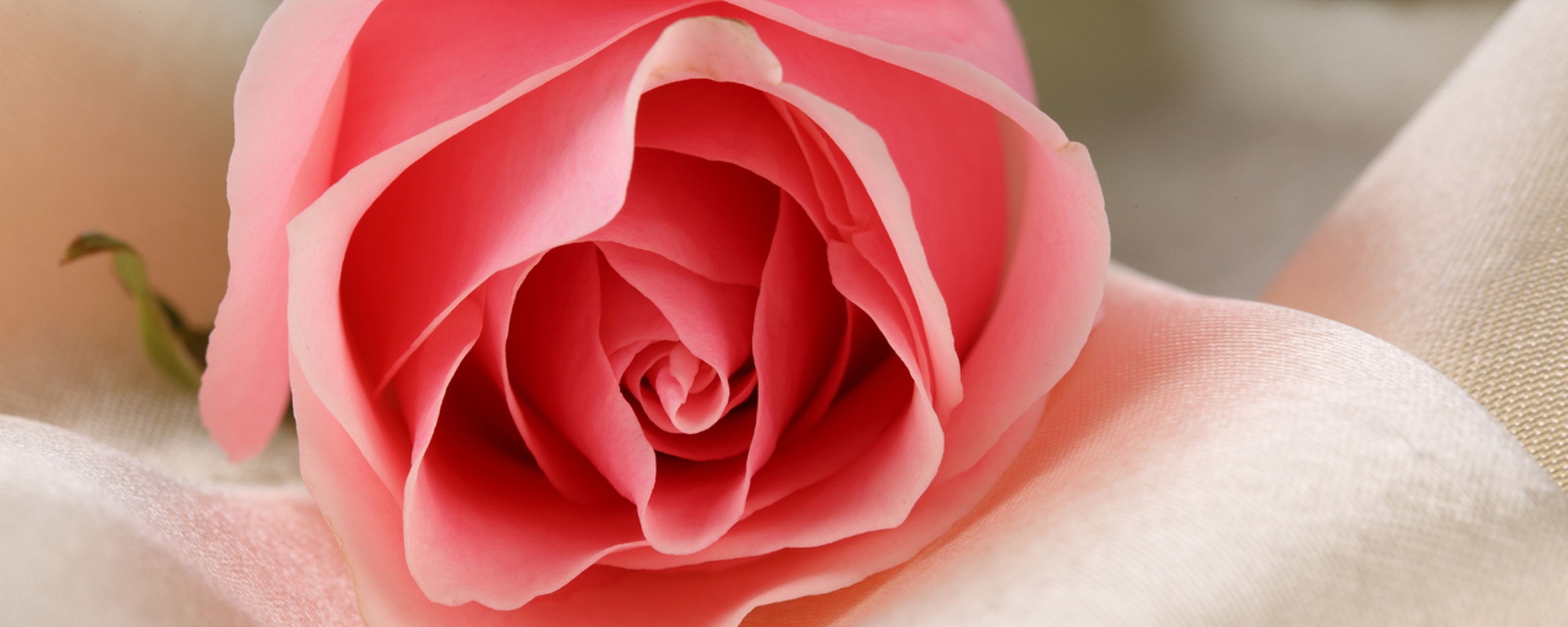 Нежная роза обои