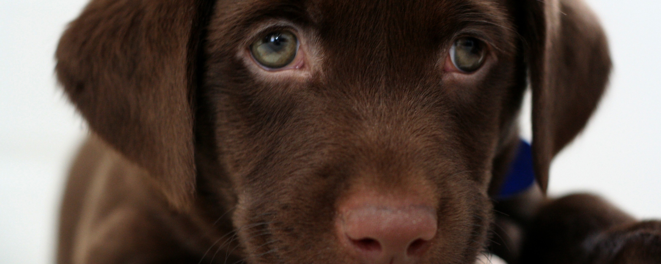 Пушистый шоколадка обои