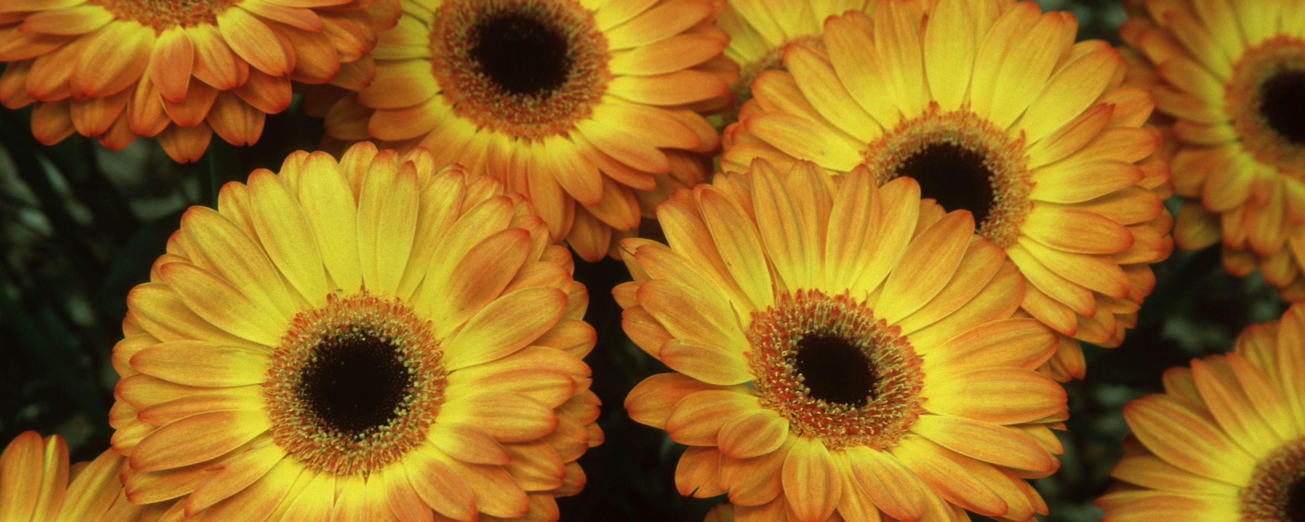 Желтые герберы обои